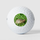 Box Turtle Golfballen (Voorkant)