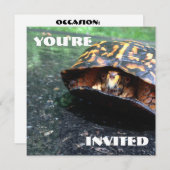 Box Turtle Kaart (Voorkant / Achterkant)