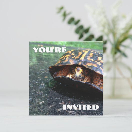 Box Turtle Kaart (Staand voorkant)