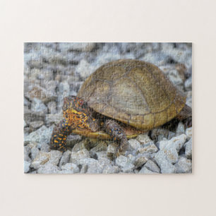 Box Turtle Legpuzzel