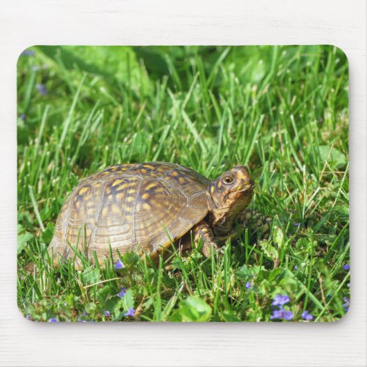 Box Turtle Muismat (Voorkant)