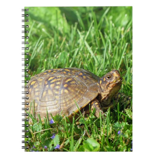 Box Turtle Notitieboek (Voorkant)