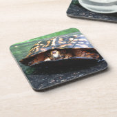 Box Turtle Onderzetter (Linkerzijde)
