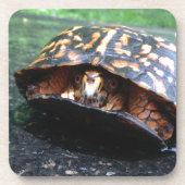 Box Turtle Onderzetter (Voorkant)
