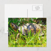 Box Turtle Postcard Briefkaart (Voorkant / Achterkant)
