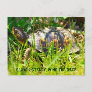 Box Turtle Postcard Briefkaart