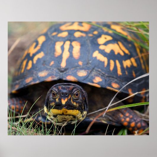 Box Turtle Poster (Voorkant)