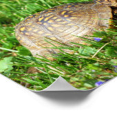 Box Turtle Poster (Hoek)