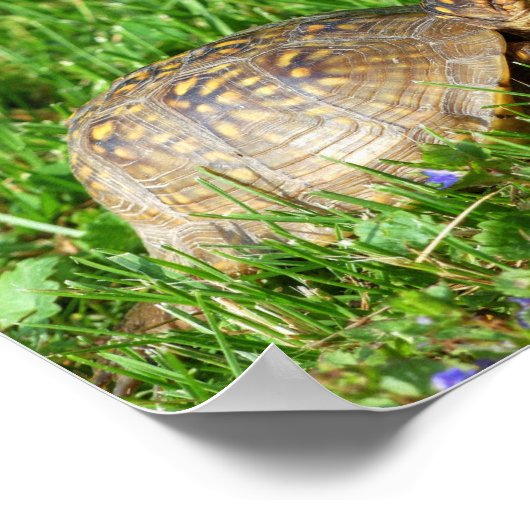 Box Turtle Poster (Hoek)