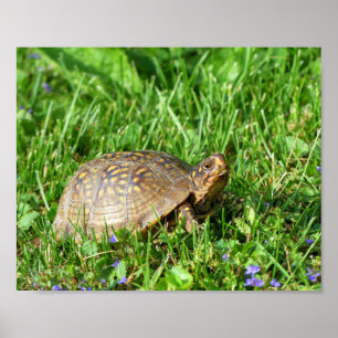 Box Turtle Poster