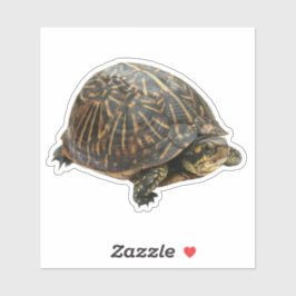 Box Turtle Sticker