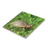 Box Turtle Tegeltje (Zijkant)