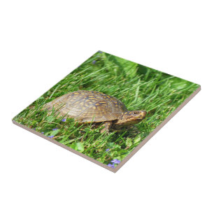 Box Turtle Tegeltje