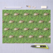Box Turtle Tissuepapier (Craft)