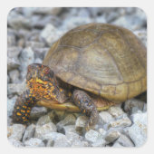 Box Turtle Vierkante Sticker (Voorkant)