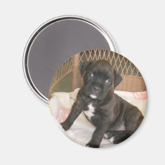 Boxer Baby. Magneet (Voorkant / Achterkant)