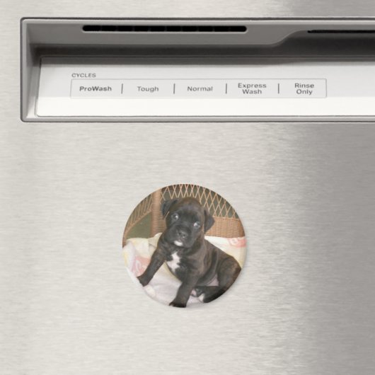 Boxer Baby. Magneet (Insitu (Vaatwasser))