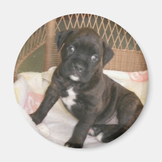 Boxer Baby. Magneet (Voorkant)