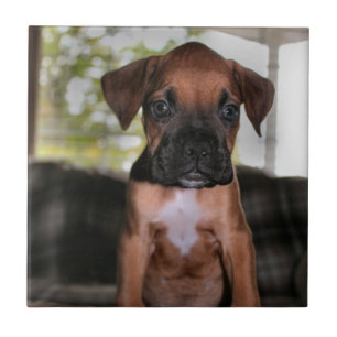 Boxer baby tegeltje