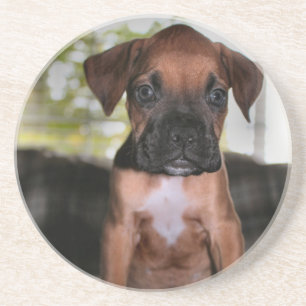 Boxer baby zandsteen onderzetter