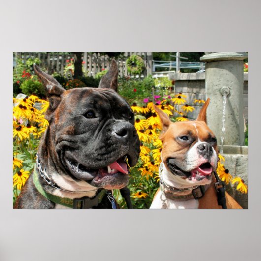 Boxer Baxter Bella 8 Poster (Voorkant)