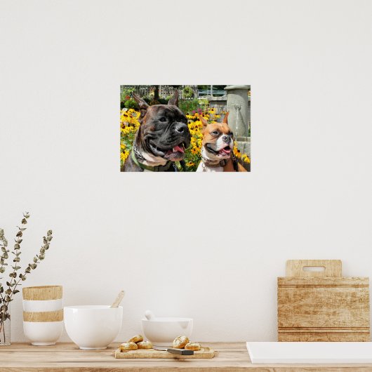 Boxer Baxter Bella 8 Poster (Keuken)
