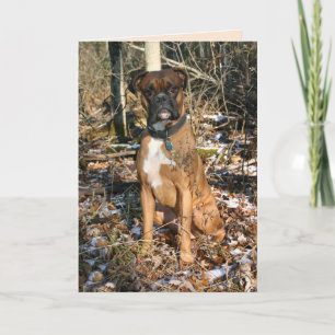 Boxer Bossen lopen Kaart