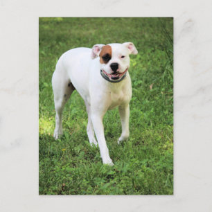 Boxer Briefkaart