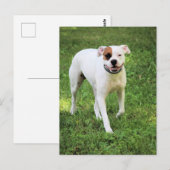 Boxer Briefkaart (Voorkant / Achterkant)