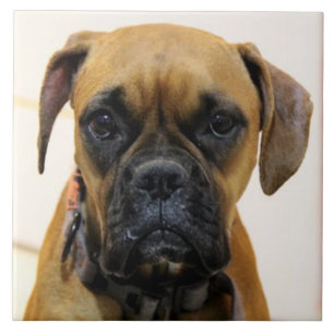 BOXER DOG 2, Pet Love, Best Friend KEEPSAKE Tegeltje