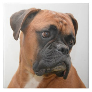 BOXER DOG 3, Pet Love, Best Friend KEEPSAKE Tegeltje