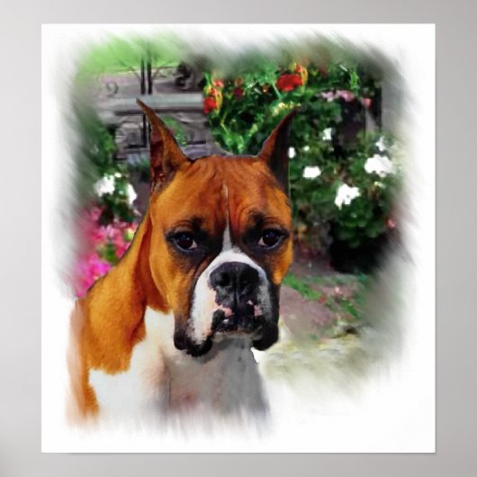 Boxer Dog Art Print (Voorkant)