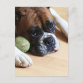 Boxer Dog Briefkaart (Voorkant)