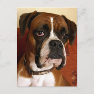 Boxer Dog Briefkaart