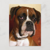 Boxer Dog Briefkaart (Voorkant)