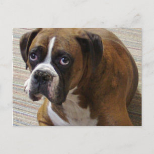 Boxer Dog Briefkaart