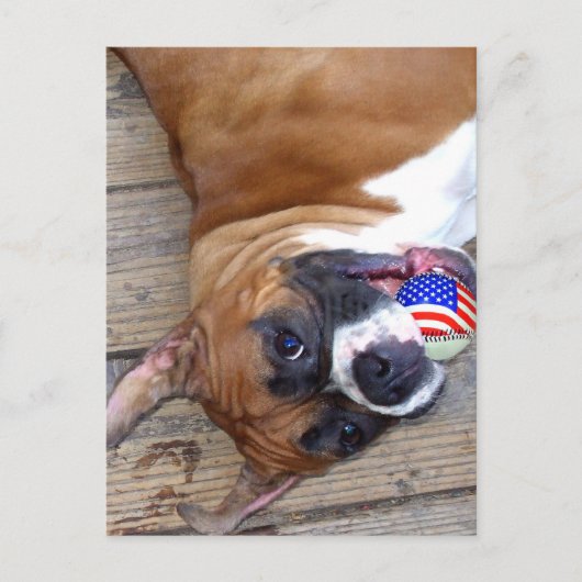 Boxer Dog briefkaart (Voorkant)