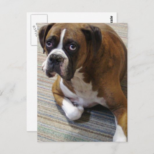 Boxer Dog Briefkaart (Voorkant / Achterkant)