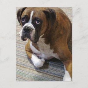 Boxer Dog Briefkaart