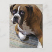 Boxer Dog Briefkaart (Voorkant)