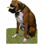 Boxer Dog Fotobeeldje Magneet<br><div class="desc">Deze foto-sculptuur is van een mooie brindle Boxer-hond. U kunt dit ontwerp aanpassen en tot het in een verscheidenheid van grootte opdracht geven. Dit ontwerp van Boxer is ook beschikbaar als gevormde,  cut-out magneten,  siervoorwerpen,  spelden en sleutelhangers.</div>