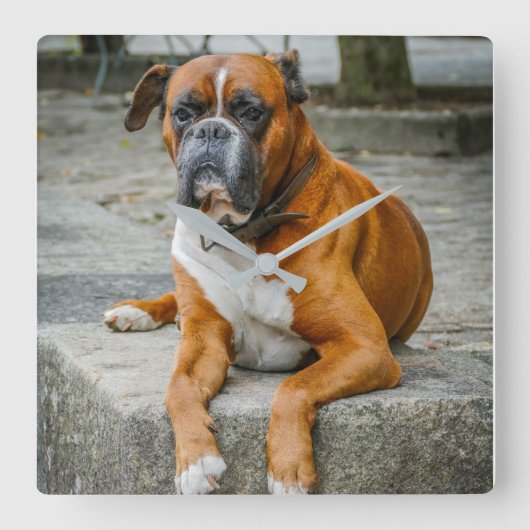 Boxer/dog fotowandklok vierkante klok (Voorkant)
