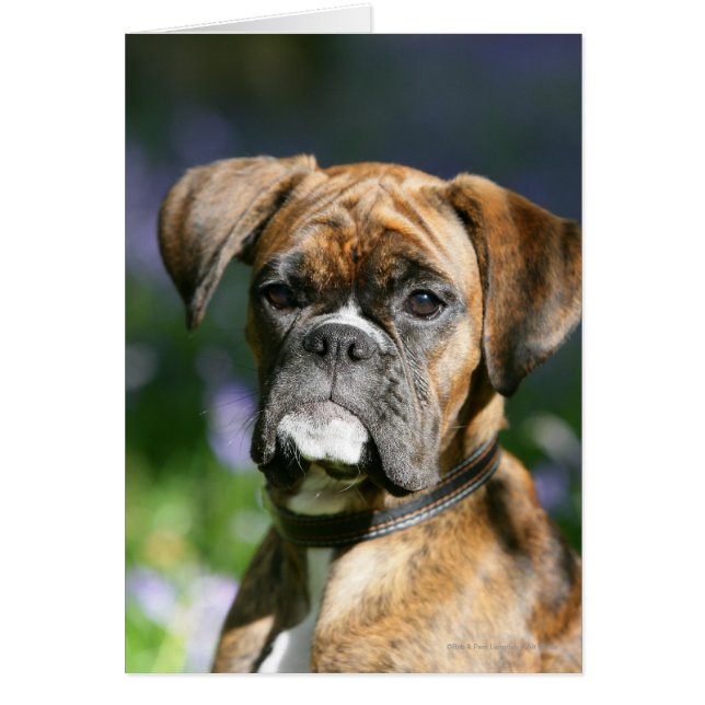 Boxer Dog Headshot (Voorkant)