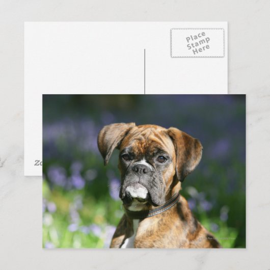 Boxer Dog Headshot Briefkaart (Voorkant / Achterkant)