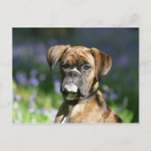 Boxer Dog Headshot Briefkaart (Voorkant)