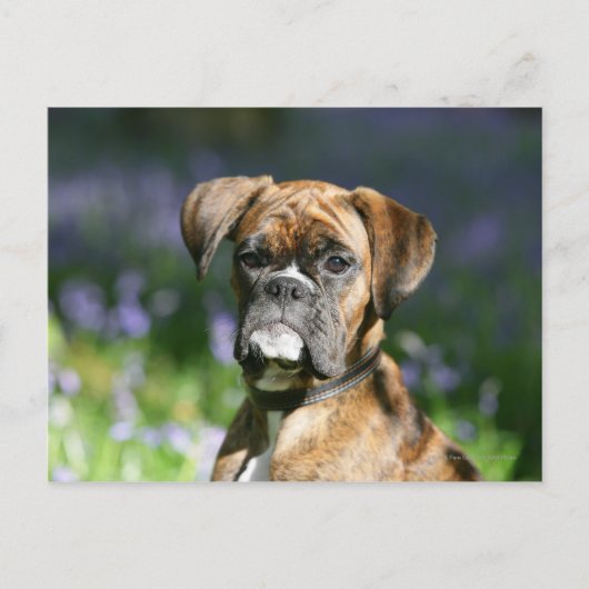 Boxer Dog Headshot Briefkaart (Voorkant)