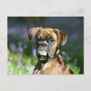 Boxer Dog Headshot Briefkaart