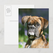 Boxer Dog Headshot Briefkaart (Voorkant / Achterkant)