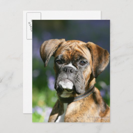 Boxer Dog Headshot Briefkaart (Voorkant / Achterkant)