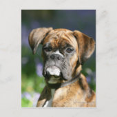 Boxer Dog Headshot Briefkaart (Voorkant)